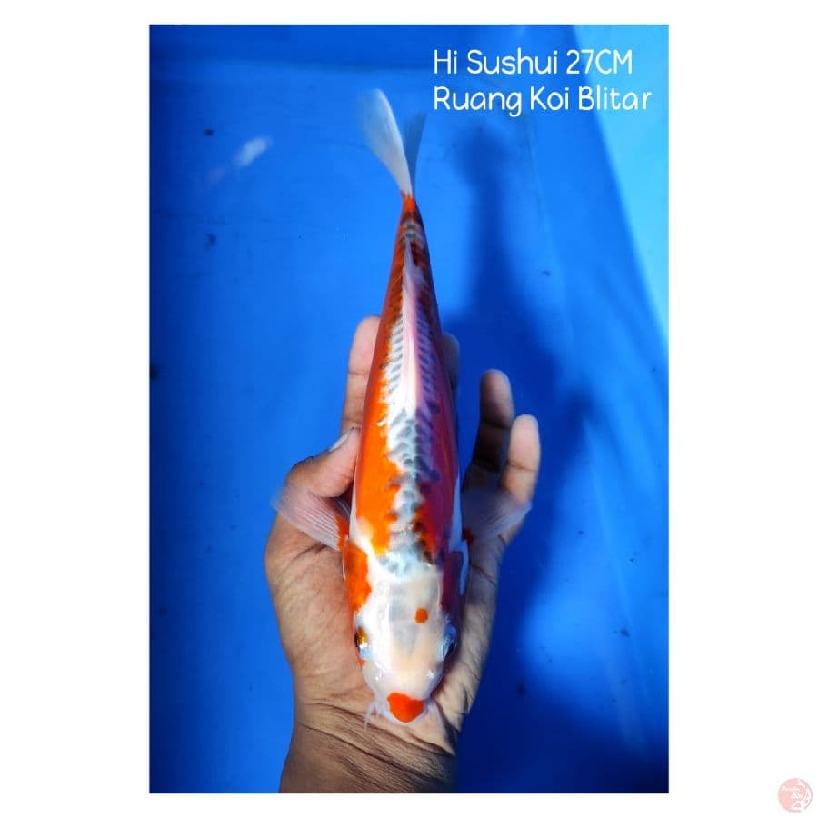 Hi Sushui 27 CM