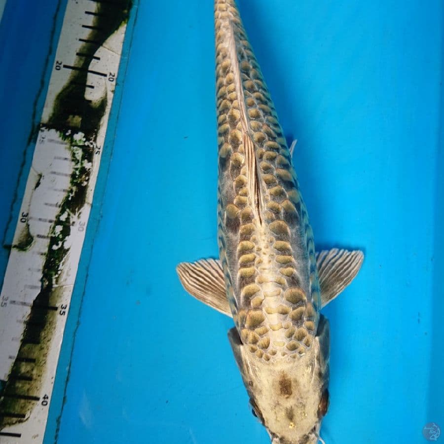 MUKASHI ARAGOKE 35 cm