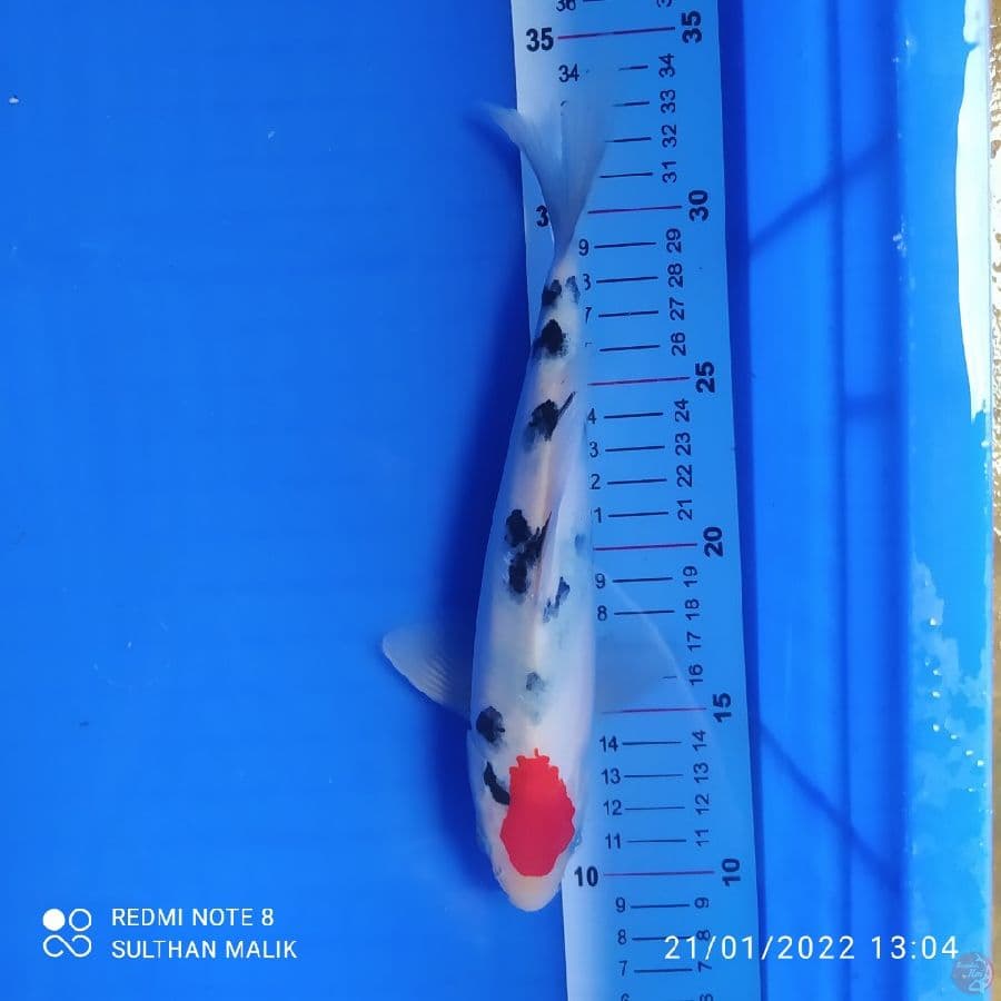 tancho ory 24 cm