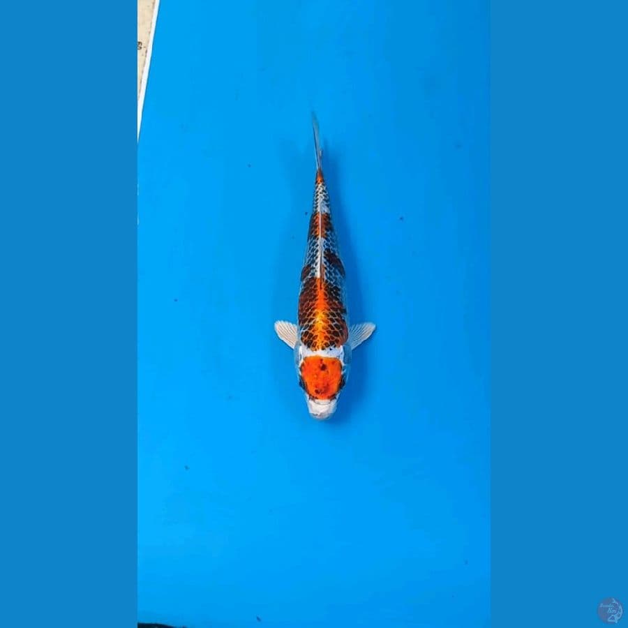 Kujaku 22cm Male