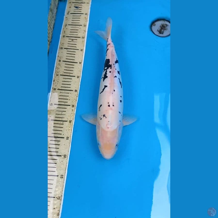 Kumon 44cm Female
