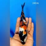 Showa Doitsu 24Cm
