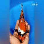 Showa Doitsu 23Cm