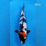 Showa Doitsu 28Cm