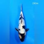 Shiro Doitsu 23Cm