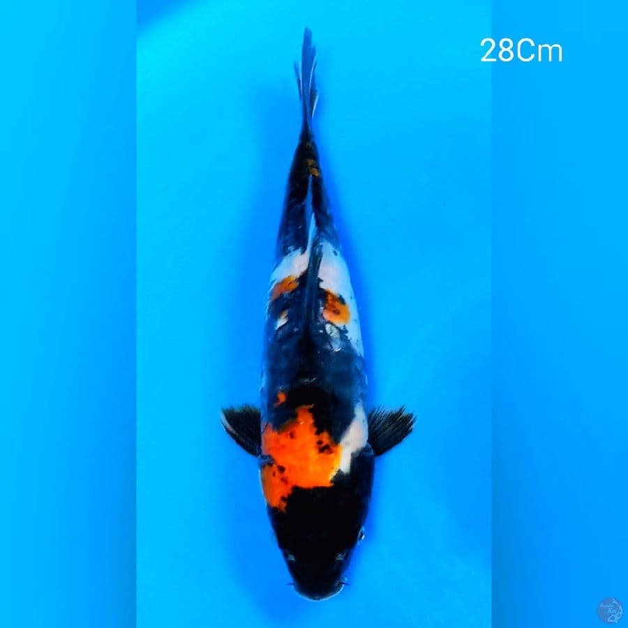 Showa Doitsu 28Cm