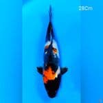 Showa Doitsu 28Cm