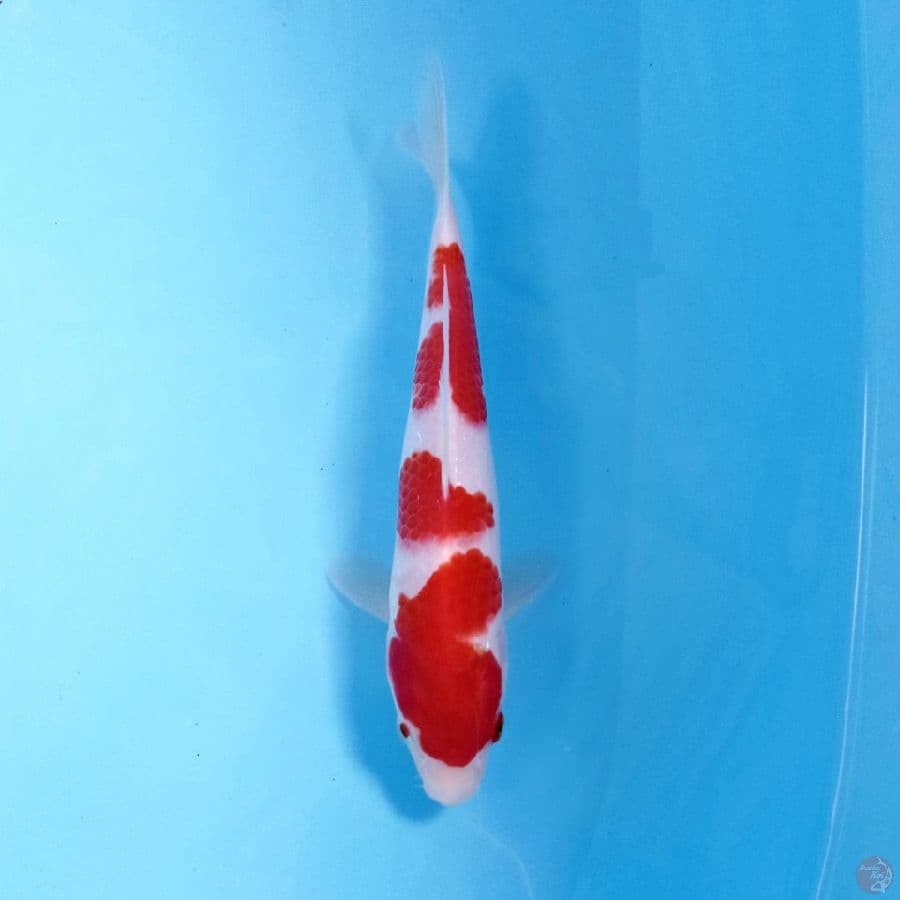 kohaku, 20 cm