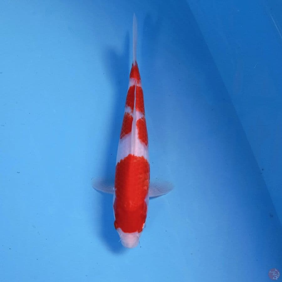 kohaku, 23 cm