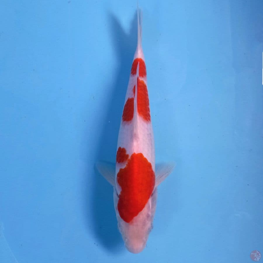kohaku, 24 cm