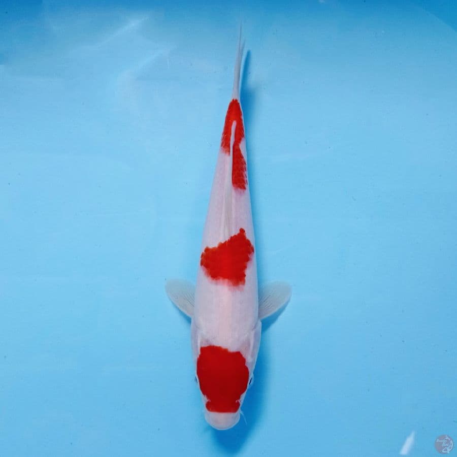 kohaku, 22 cm