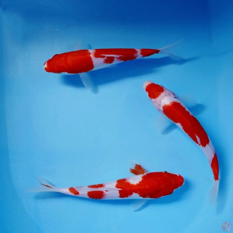 paket kohaku, 22 - 24 cm
