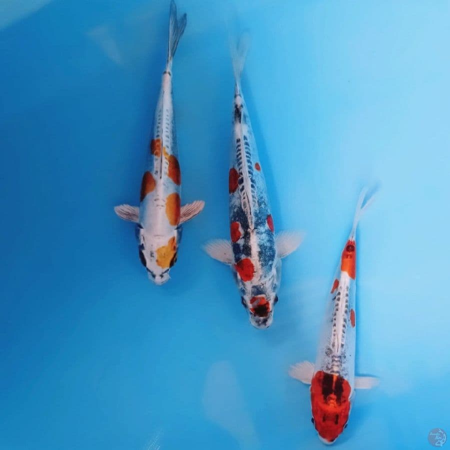 paket kikokuryu, 20-25 cm