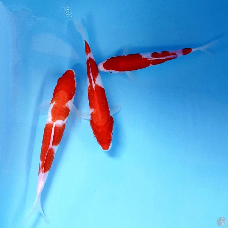 paket kohaku, 21-25 cm