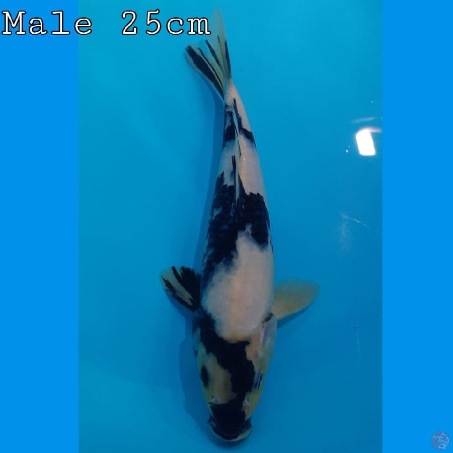 Shiro Petir Male 25cm