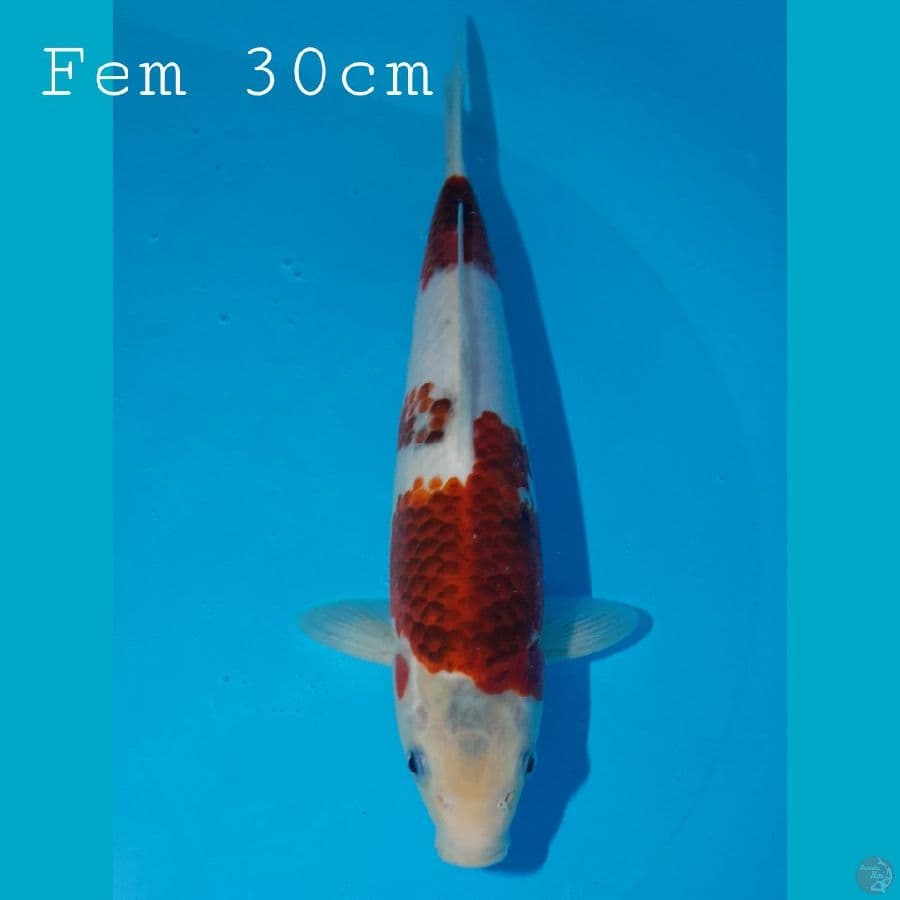 Goromo F30cm
