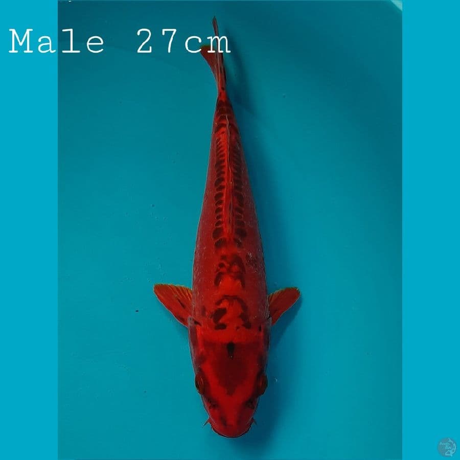 Red Mizuo Male 27cm