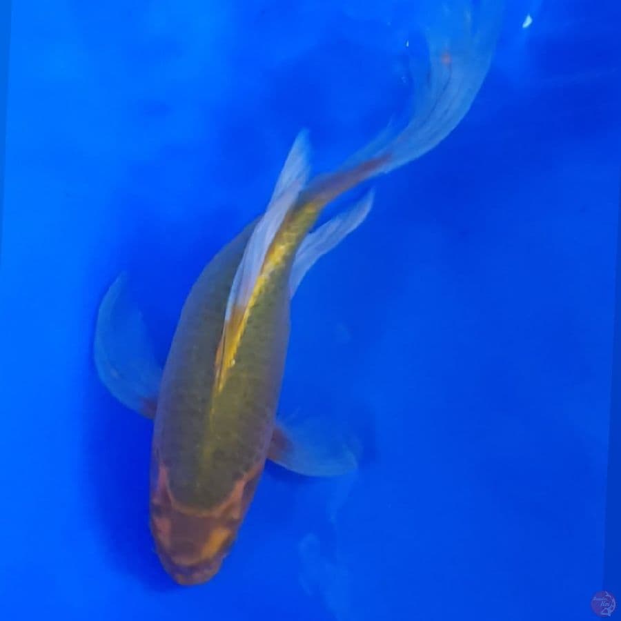 kumpay shot body 25cm
