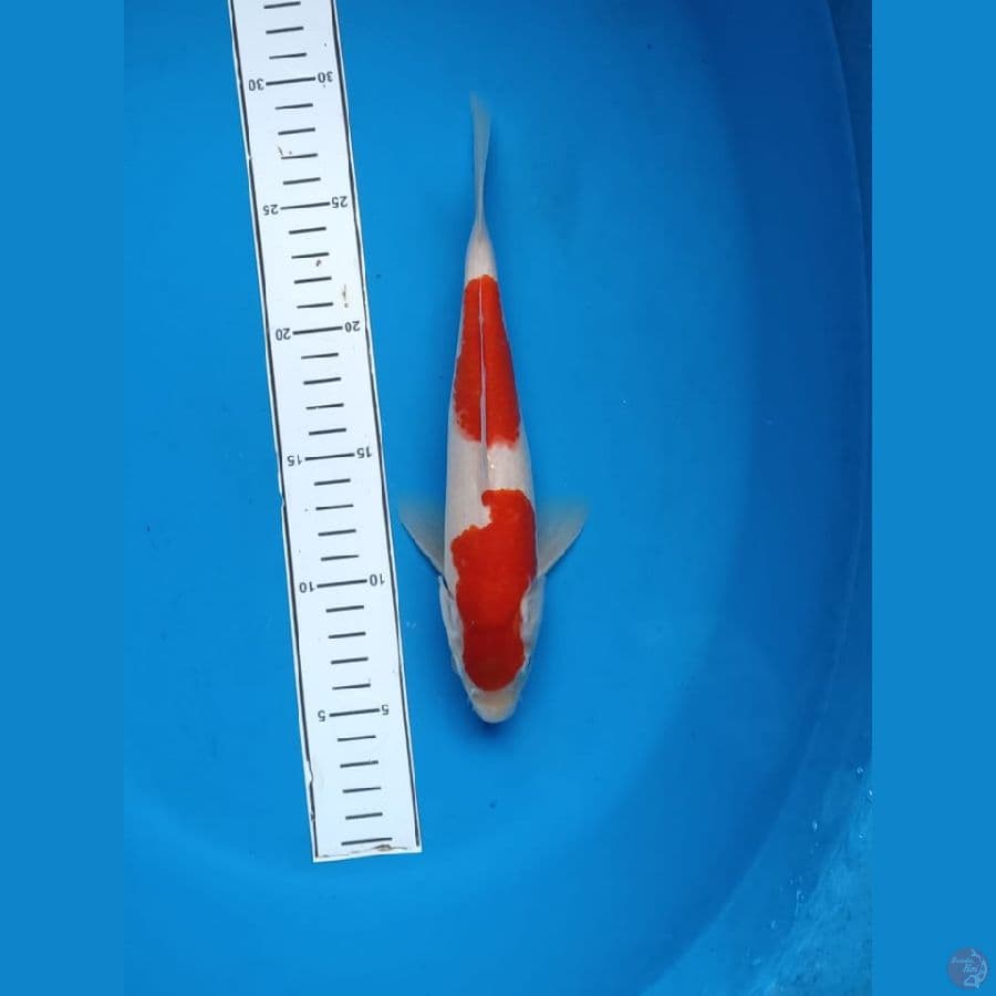 kohaku