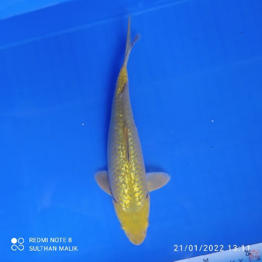 midori ginrin punuk 28 cm