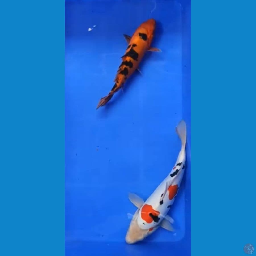 AKA SANKE & SANKE DOITSU