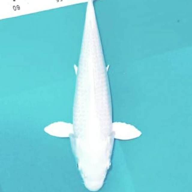 Putih salju bersih 2cm