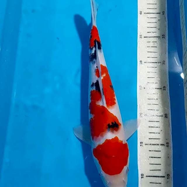 SANKE BULKY STRONG 35 CM