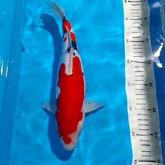 SANKE DOITSU BULKY 33 CM
