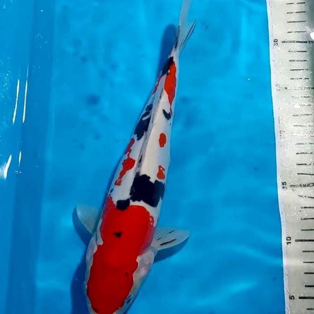 SANKE DOITSU 31 CM