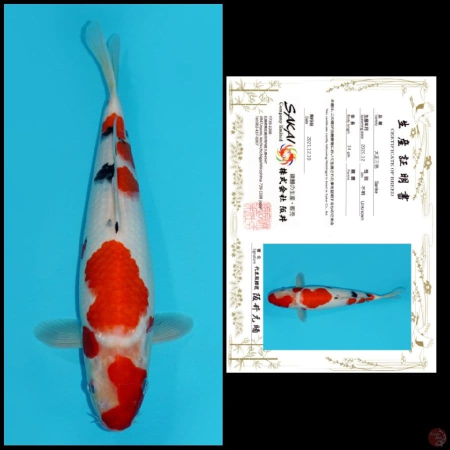 MD14 ~ SANKE IMPORT SAKAI, 35CM