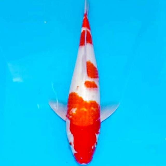 Kohaku jumbo 38cm