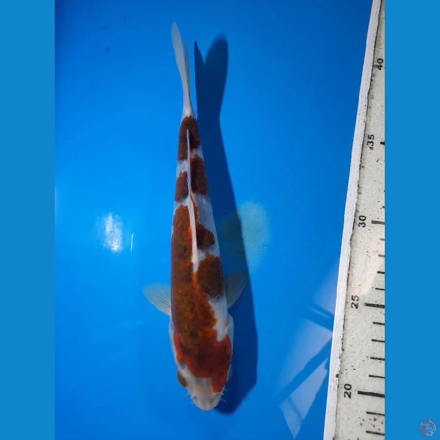 goromo 20 cm 