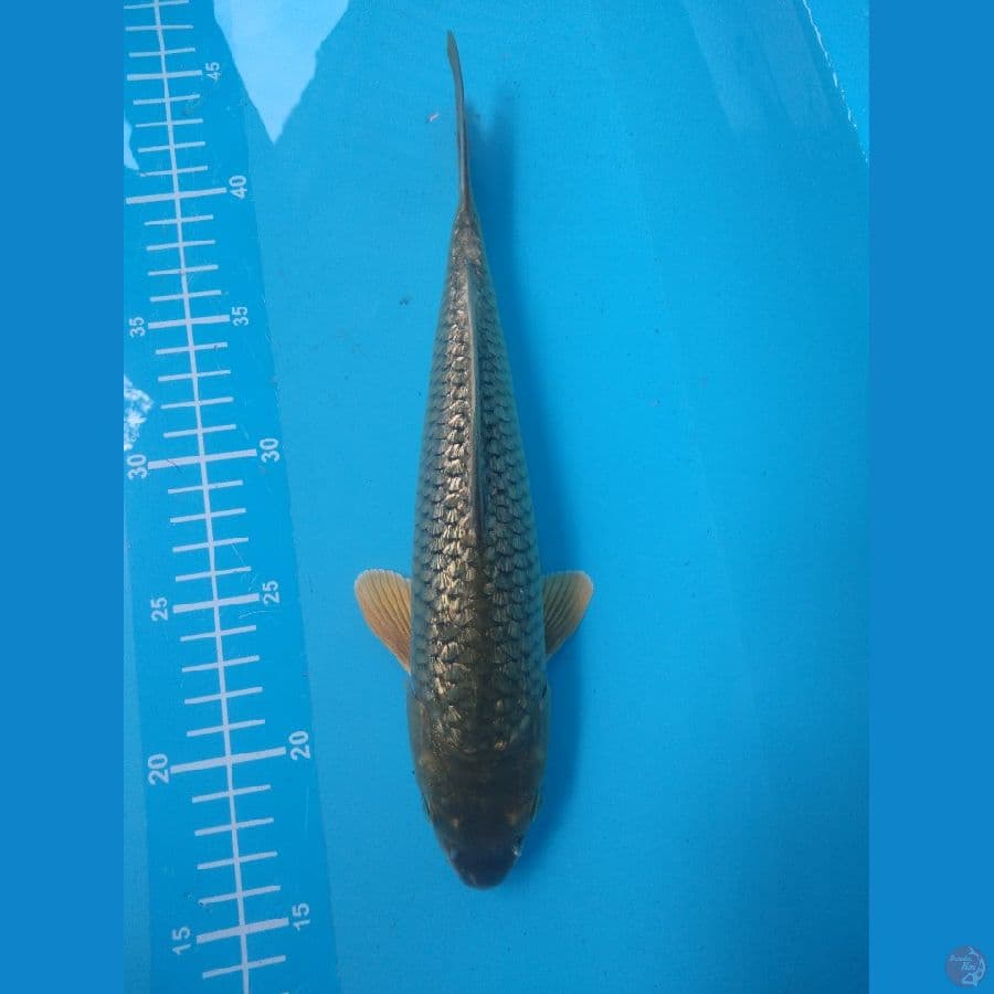 Midori Ginrin Bulky 29 cm