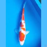 Kohaku jantan