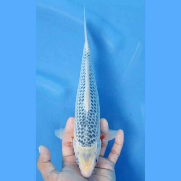 Quality Netting Asagi 26cm
