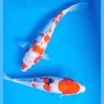 Mix, Kohaku Sanke