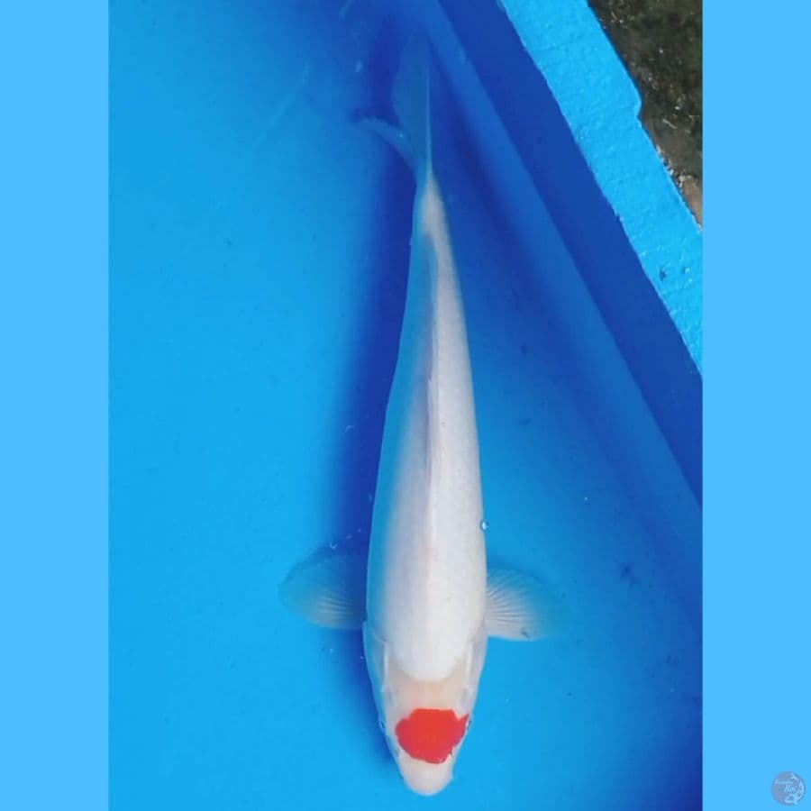 Tancho Kohaku Ori