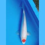 Tancho Kohaku Ori
