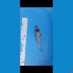 tanco showa 25cm cat kering