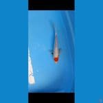 tanco showa 26 cm cat kering