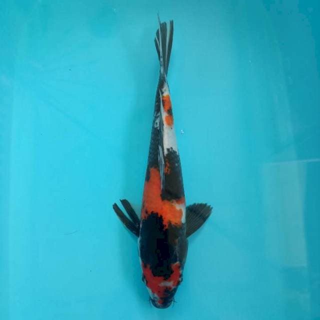 Showa 34cm