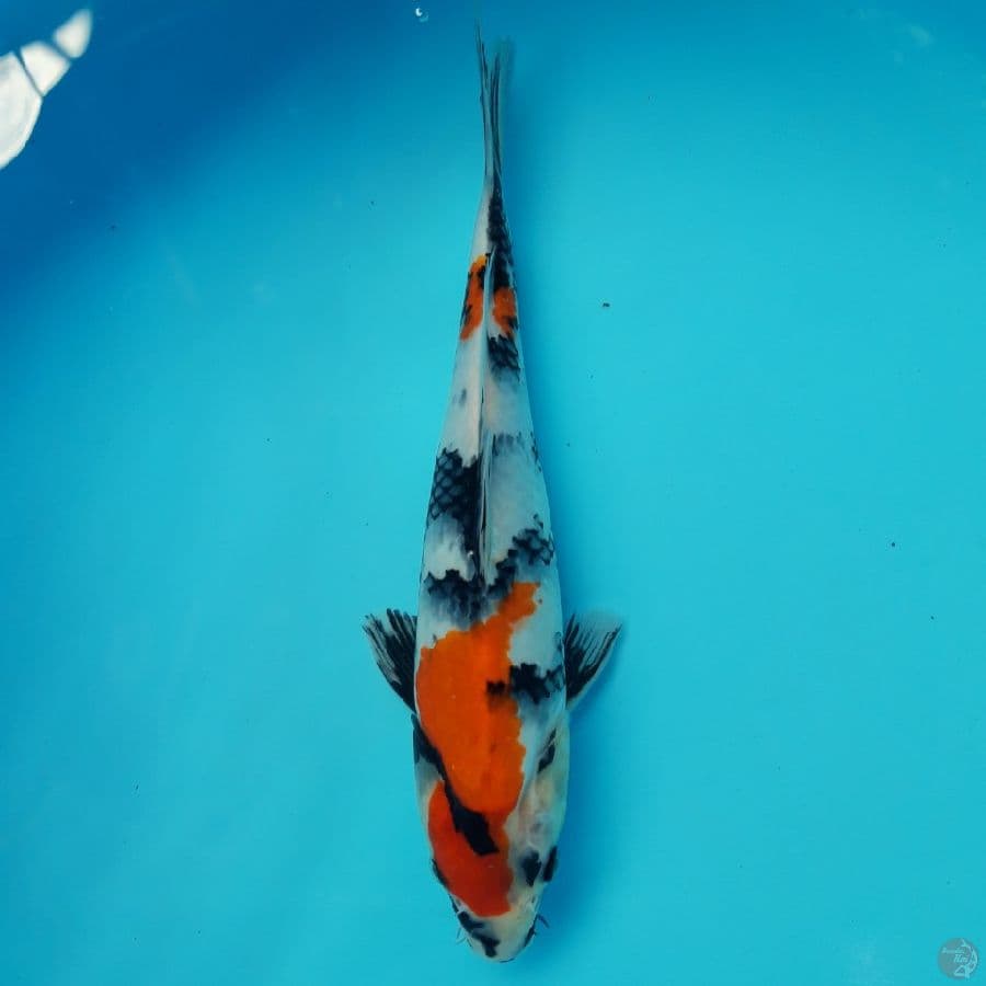 Showa 26cm