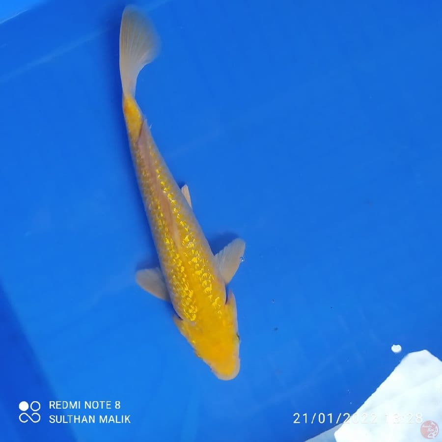 karasi 25 cm