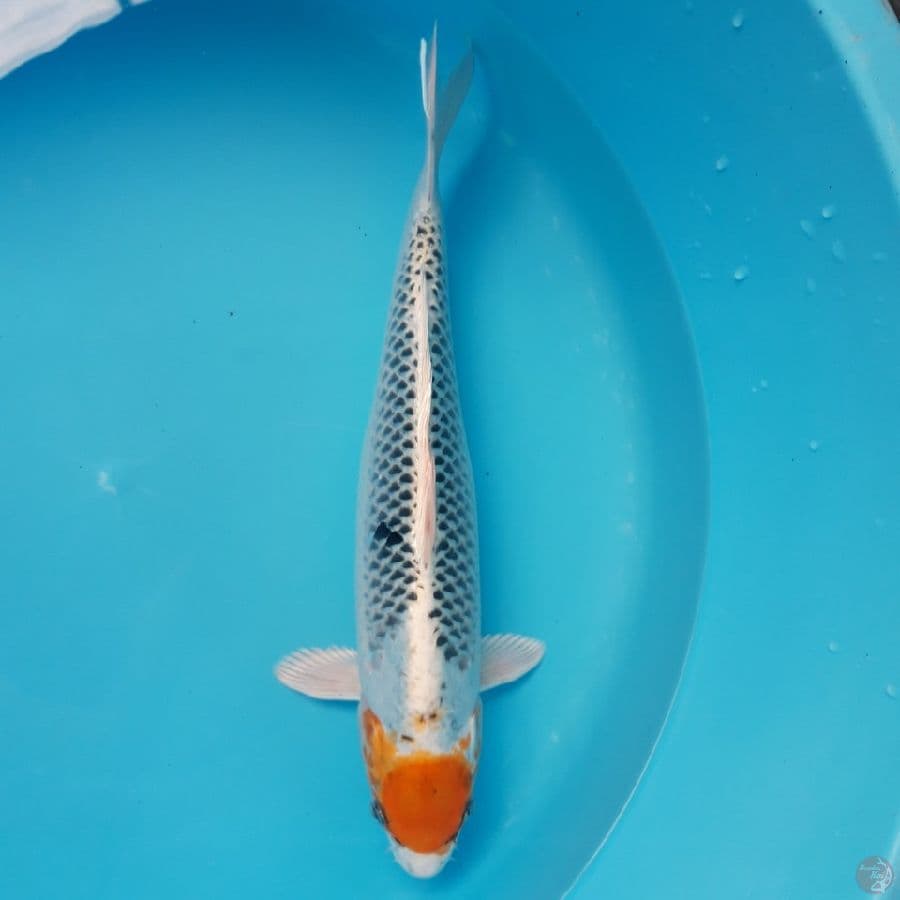 Tancho Kujaku 37cm