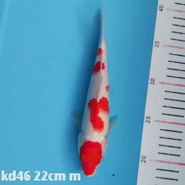 maruten kohaku
