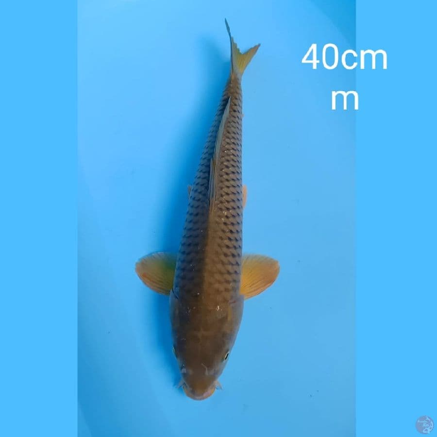 jumbo penjinak kolam 40cm