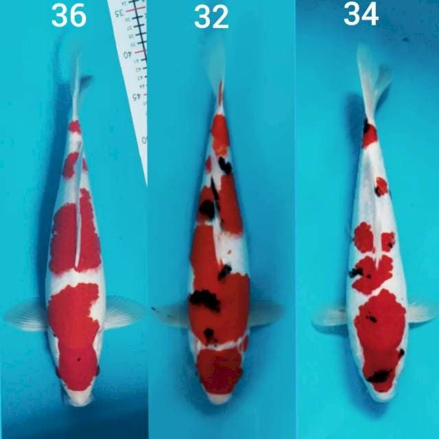 Kohaku.sanke.kindai showa
