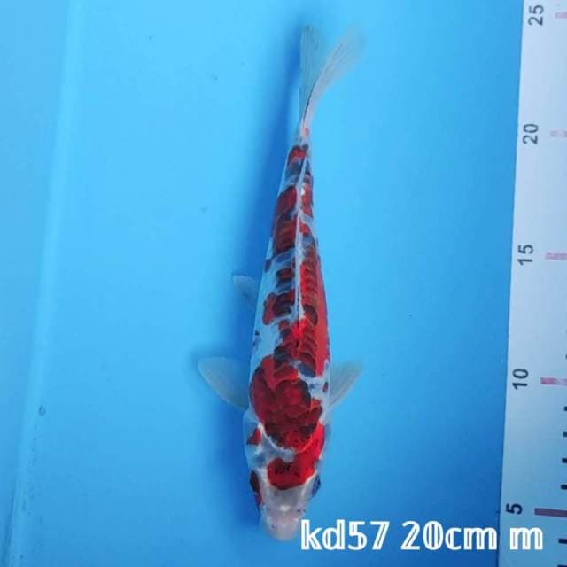 kiko