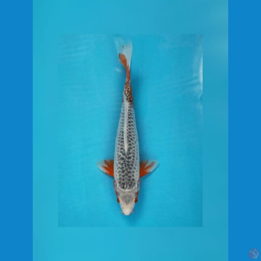 asagi 38cm jantan