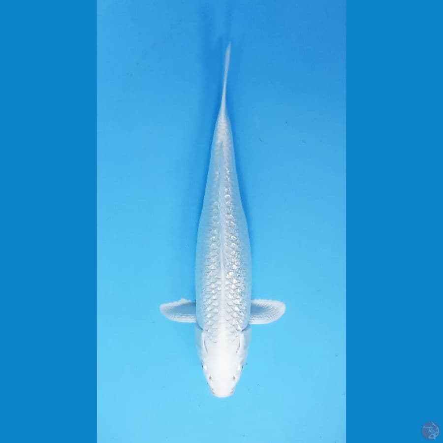 Platinum Ginrin FM 37
